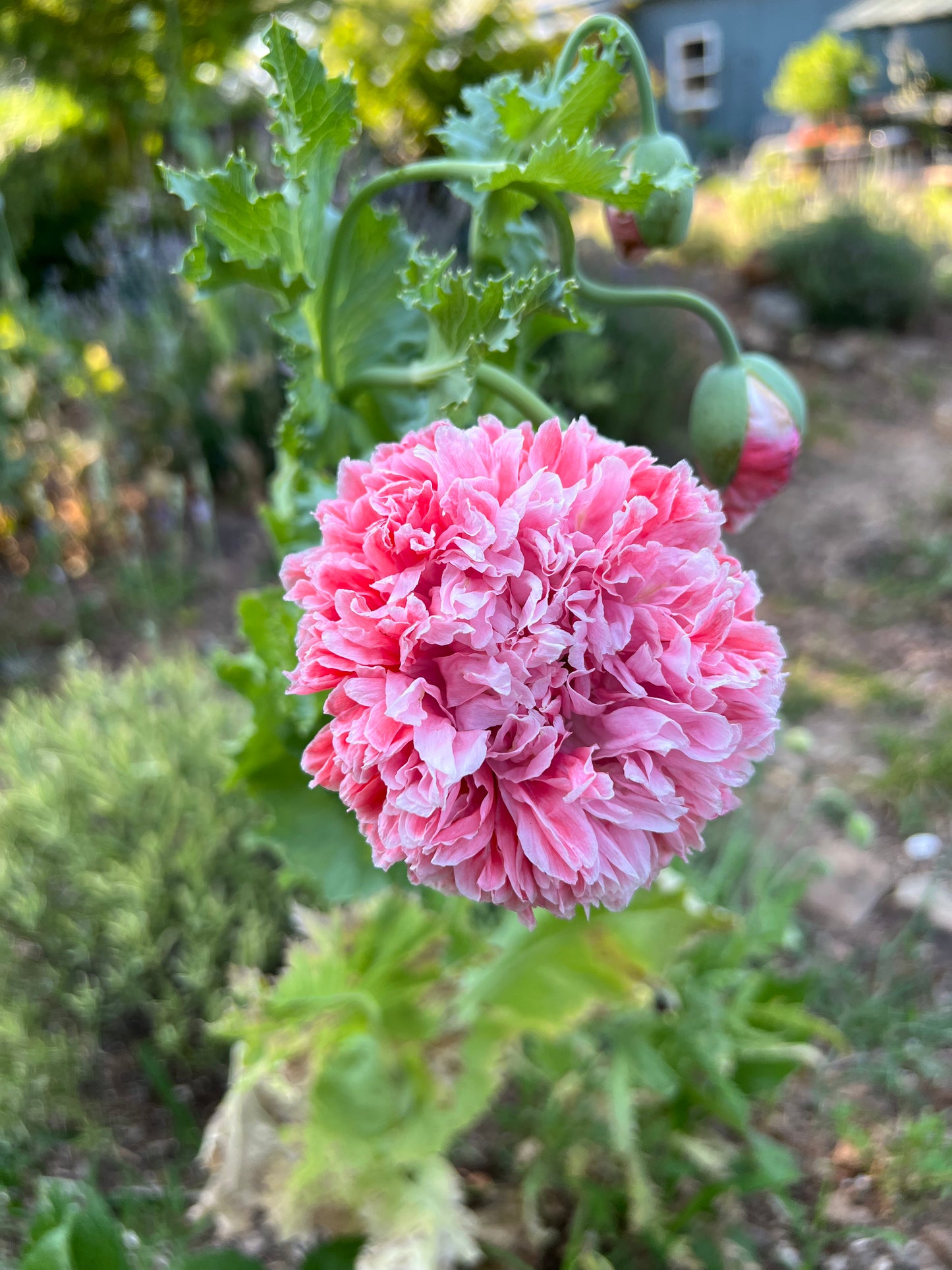 salmon poppy with frosted white tips