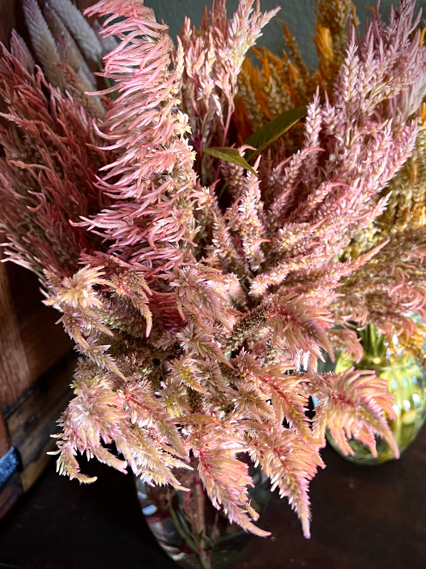 Texas Rose Plume Celosia seeds