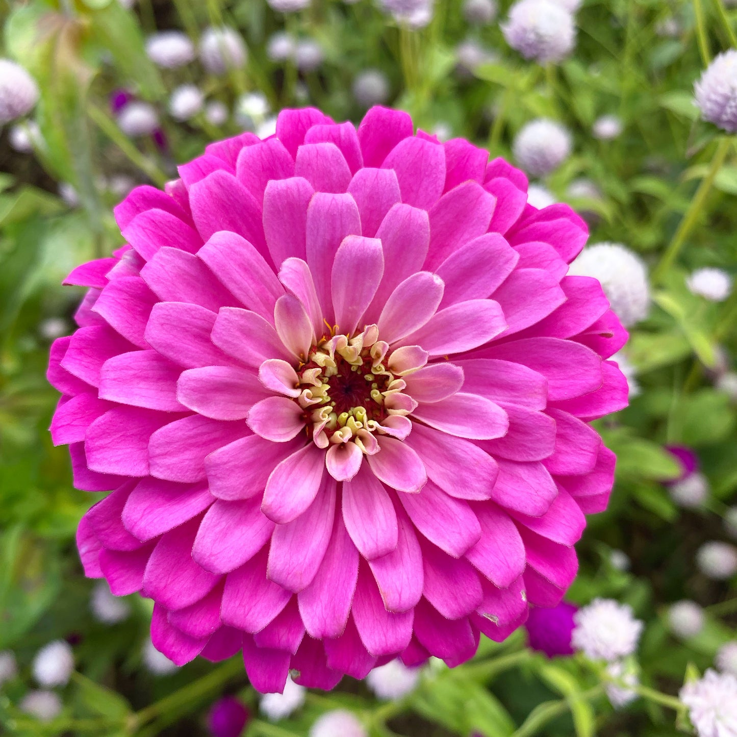 Uproar Rose Zinnia Seeds