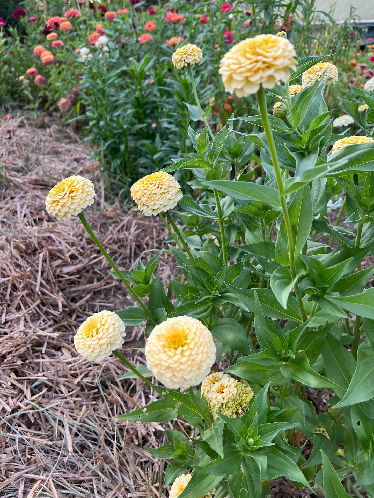 zinnias in the summer garden, Oklahoma ivory