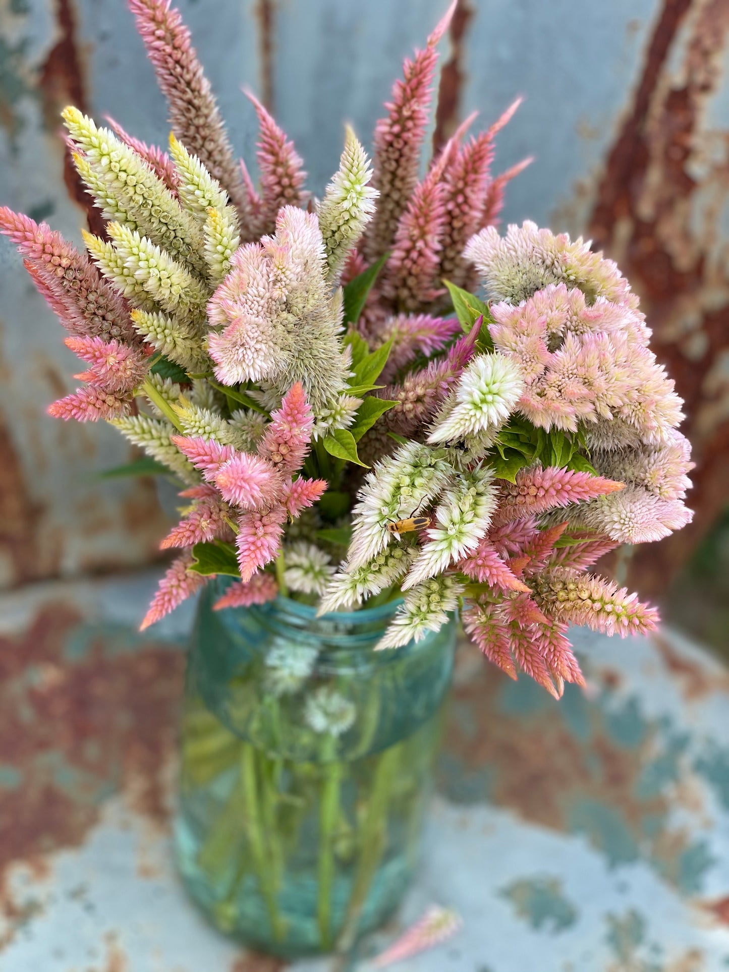 mountainlily farm celosia mix seeds