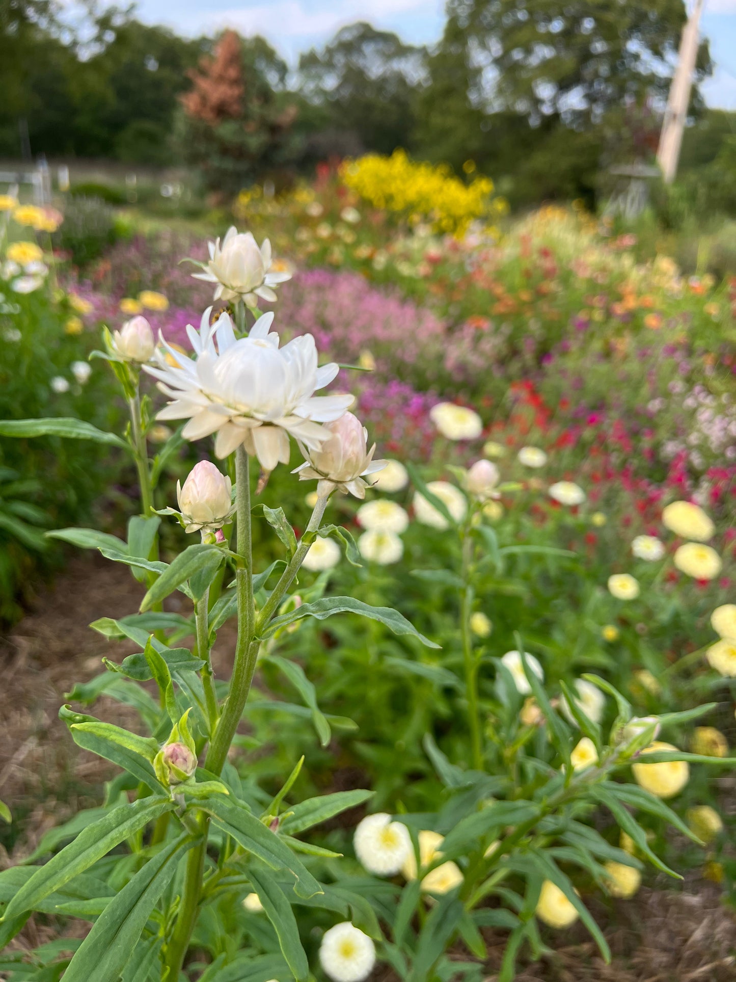 creamy white strawflowers are easy to dry