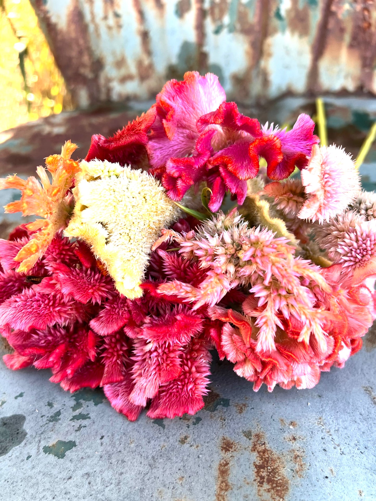 Fruit sorbet mix celosia seeds, pink, red, yellow and peach celosia