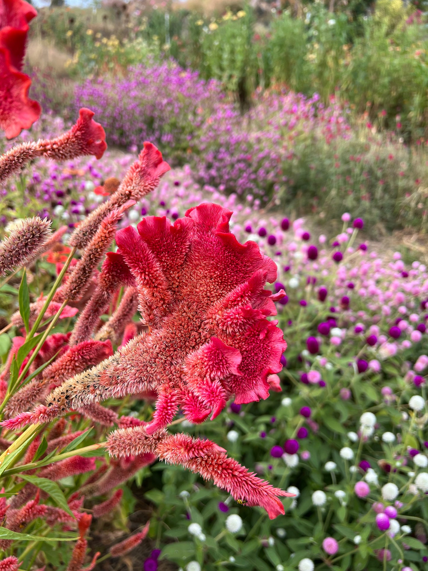 Bright Celosia Mix Seeds, Mixed Colors and Shapes of Bright Annual Celosia