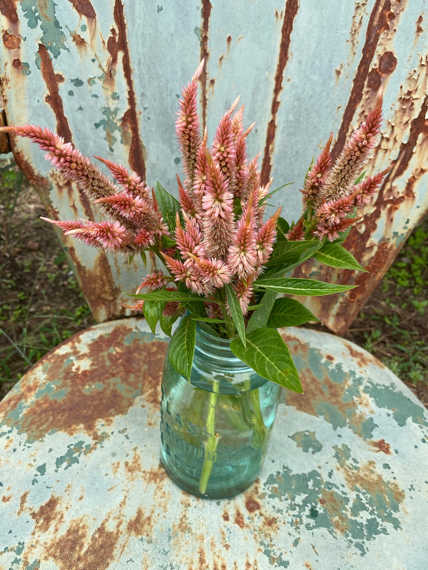 Terra Cotta Celosia Seeds