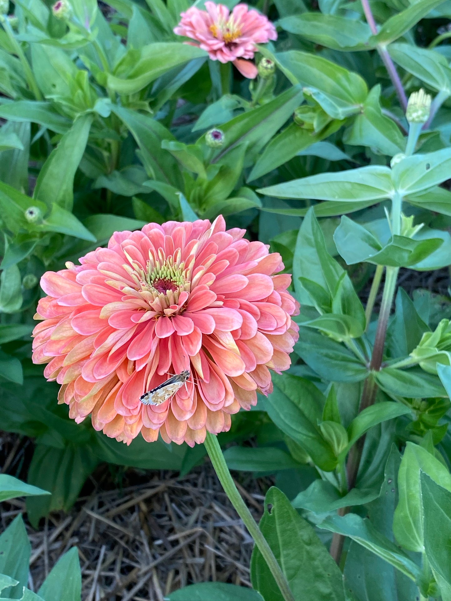 Benary's Salmon Rose Zinnia in the garden