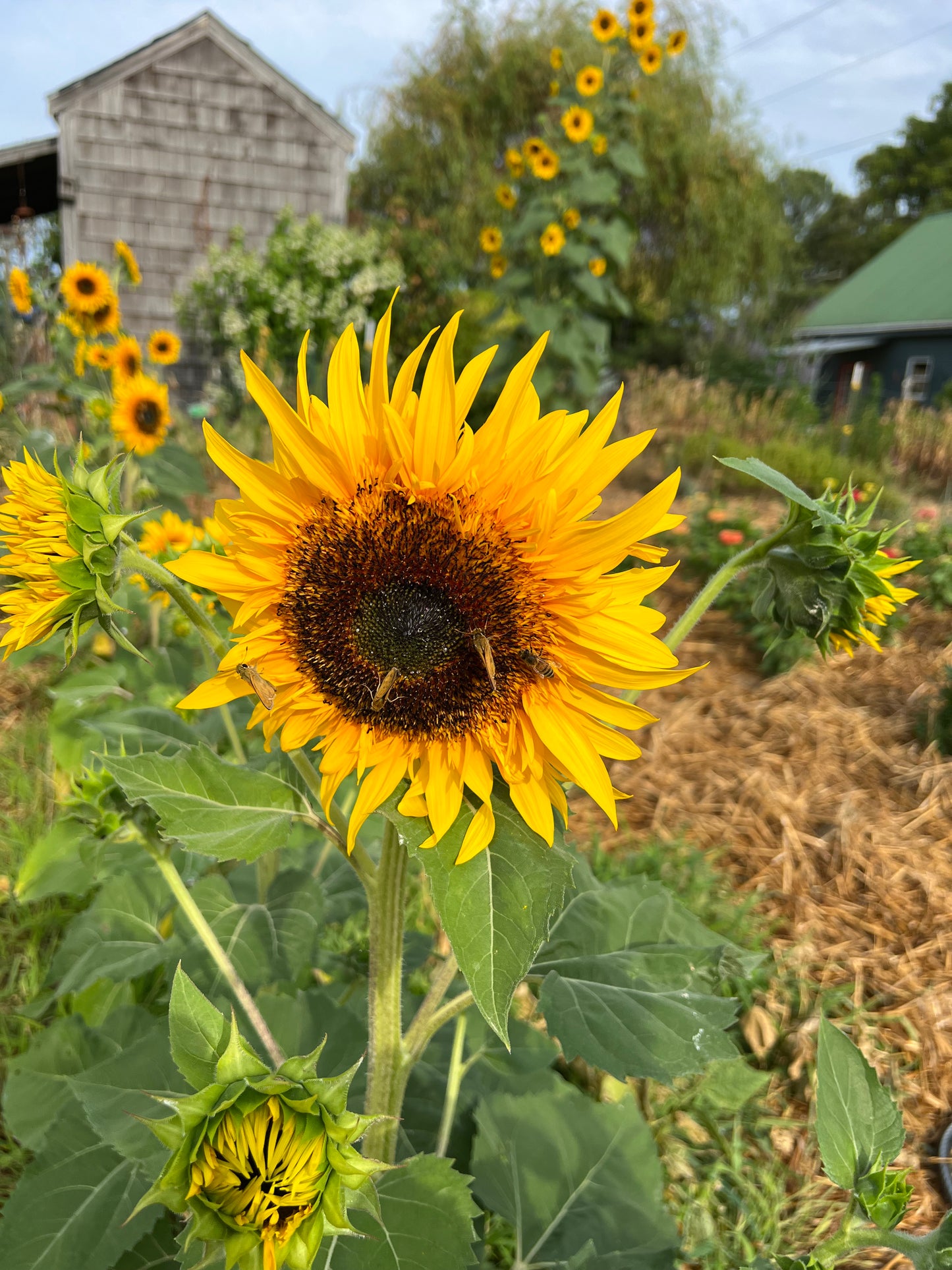 Panache Sunflower Seeds, Great for Cut Flower Farms