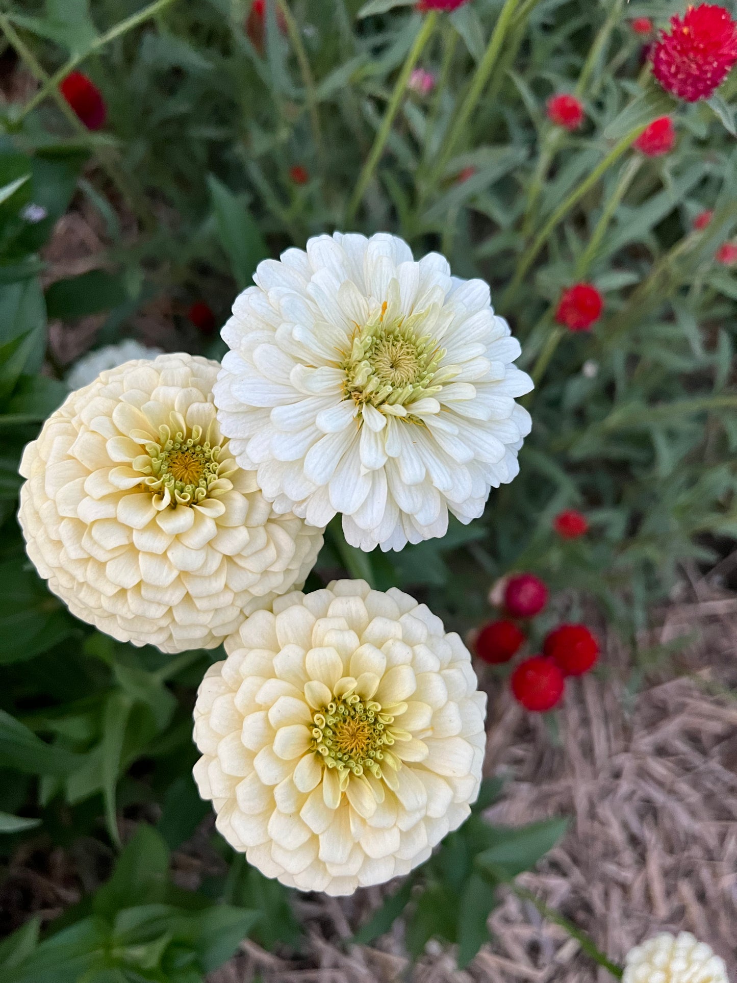 zinnias are great cut flowers, white zinnias will blend arrangements