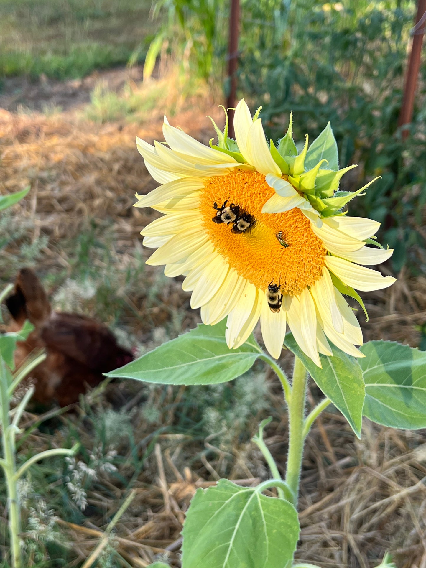 White Lite Sunflower Seeds, Pale Sunflower for Cut Flower Gardens
