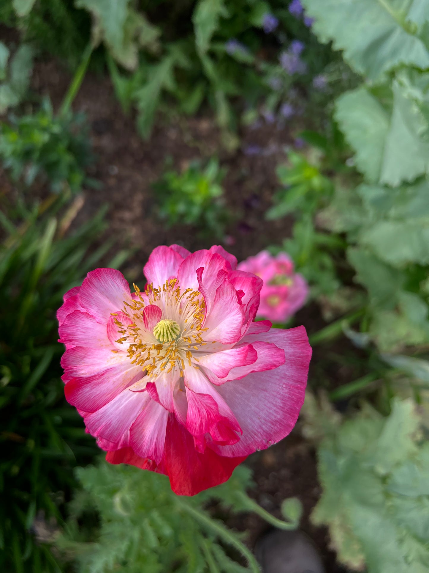 Shirley Poppy Supreme Seeds, Large Flowering Shirley Poppy Seed Mix