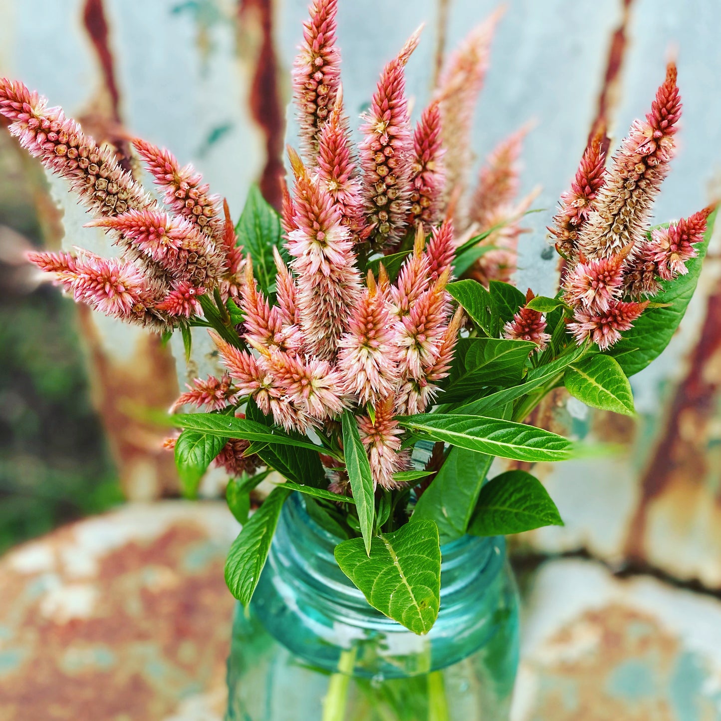 Terra Cotta Spiked Celosia