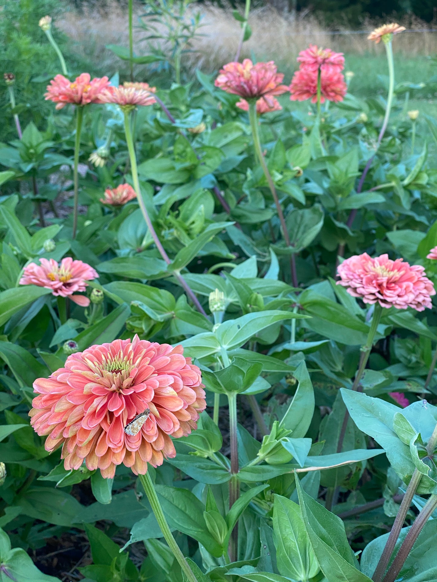 Salmon Rose Zinnia in the cutting garden