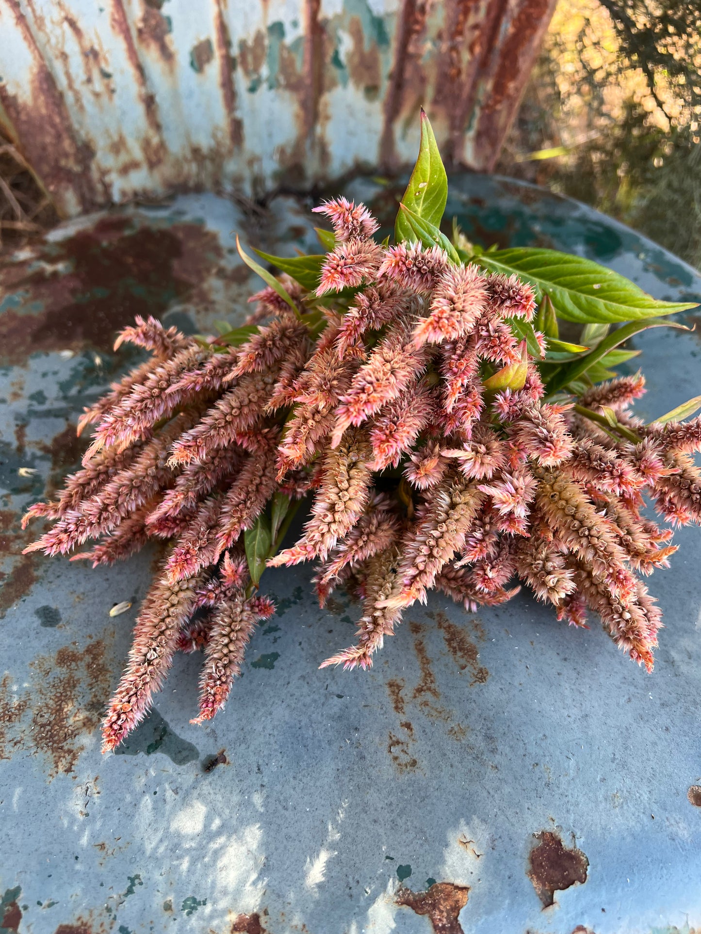 Terra Cotta Celosia Seeds, Annual Celosia- Great for Cut Flower Gardens