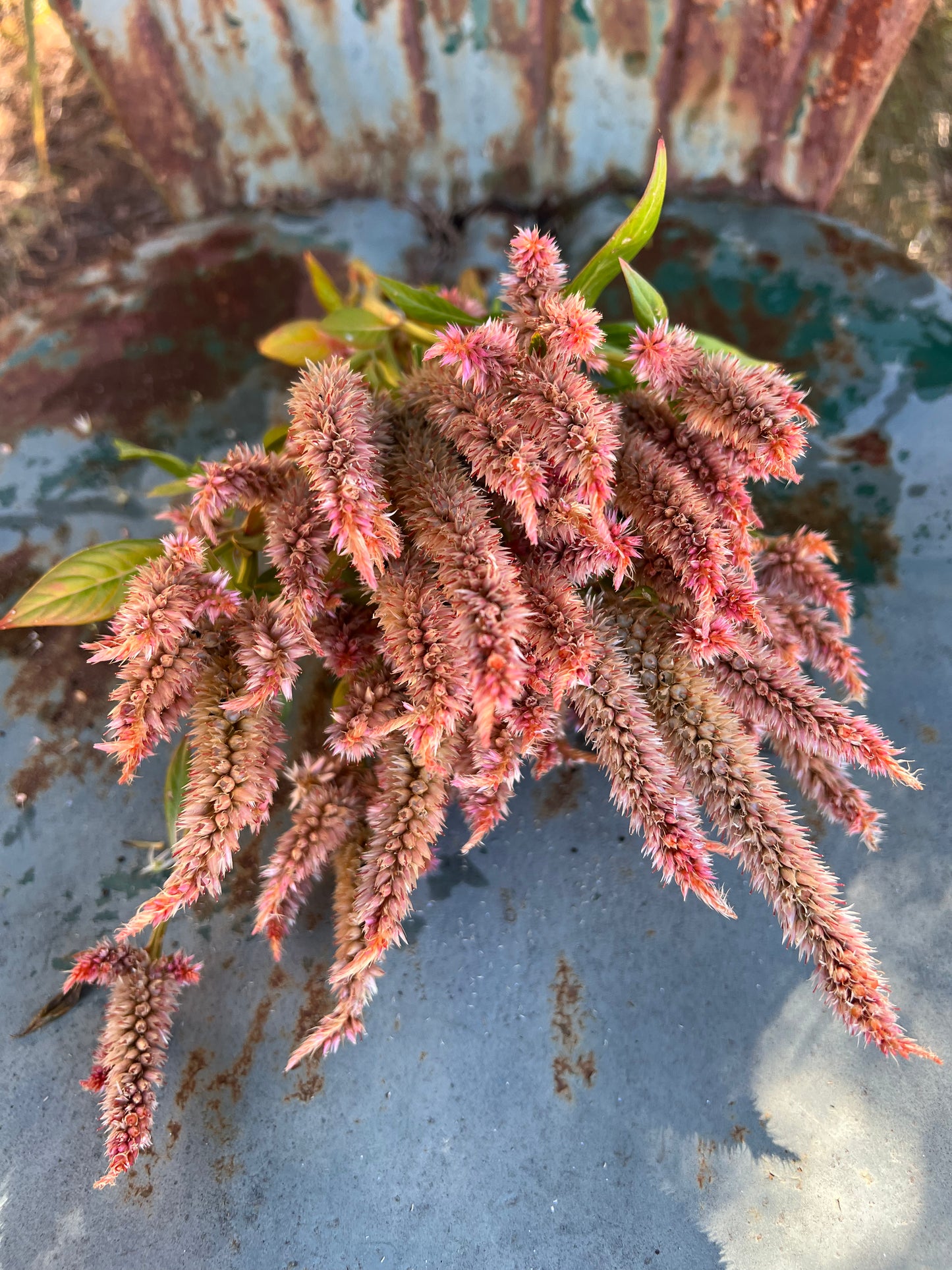 Terra Cotta Celosia Seeds, Annual Celosia- Great for Cut Flower Gardens
