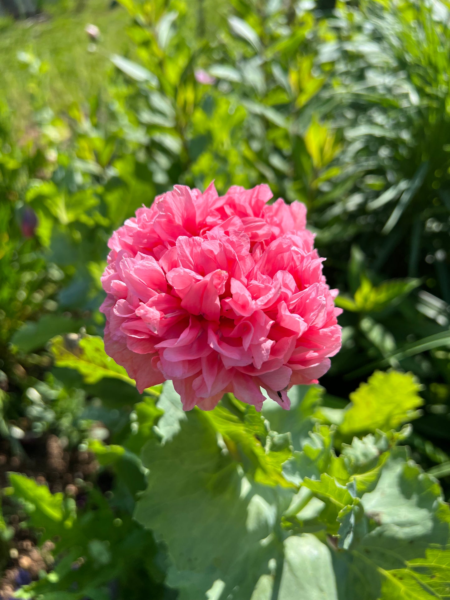white tipped peony poppy