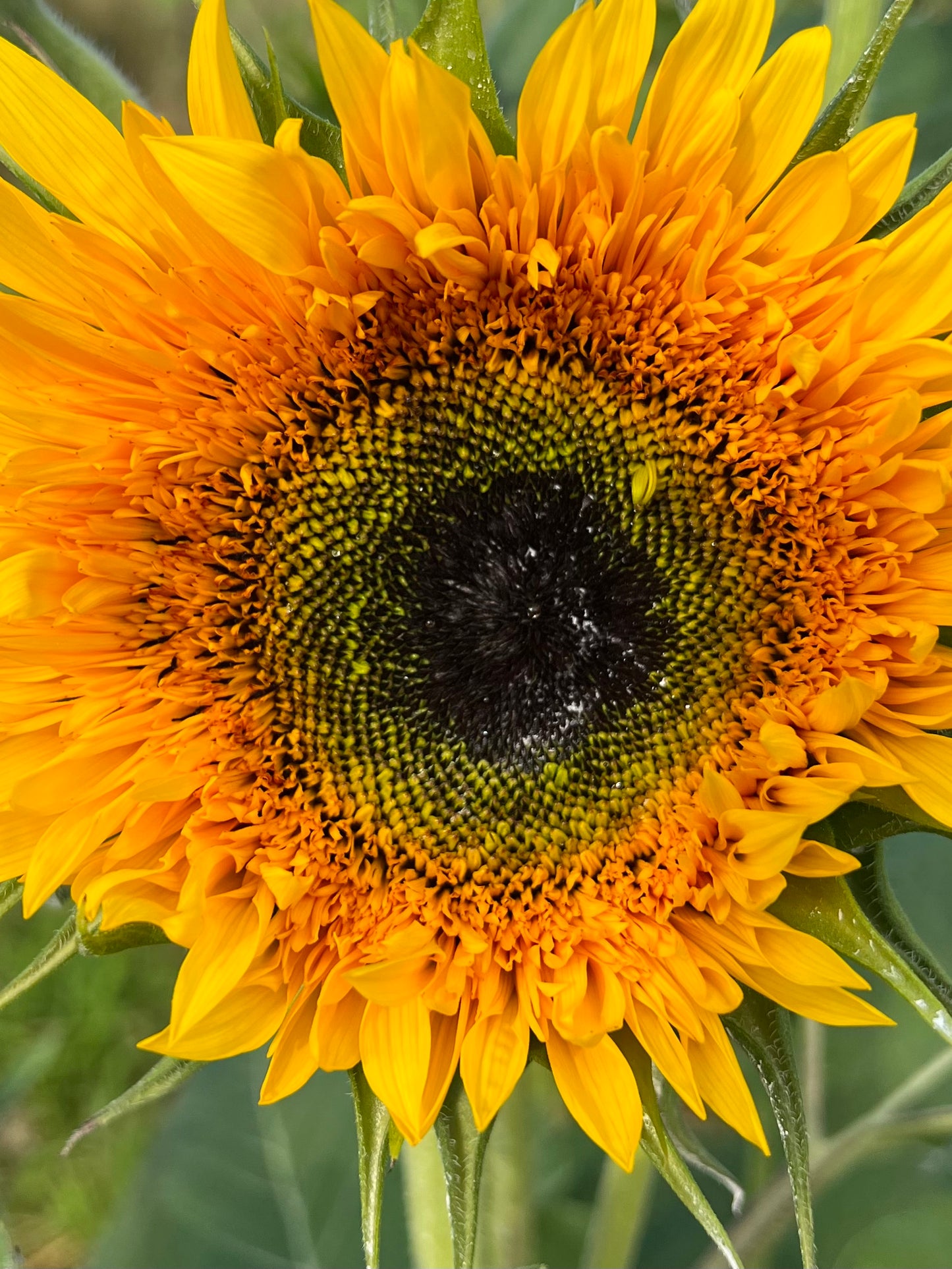 Panache Sunflower Seeds, Great for Cut Flower Farms
