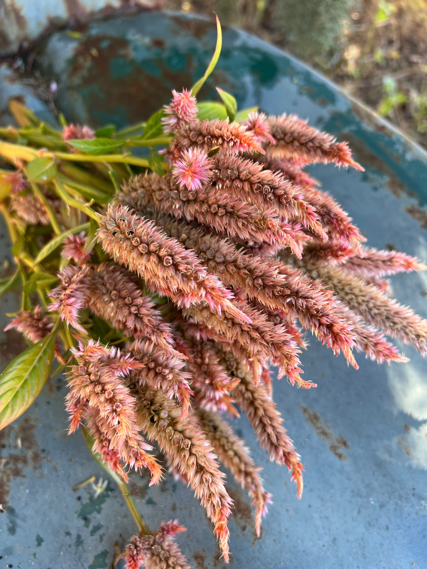 Terra Cotta Celosia Seeds, Annual Celosia- Great for Cut Flower Gardens