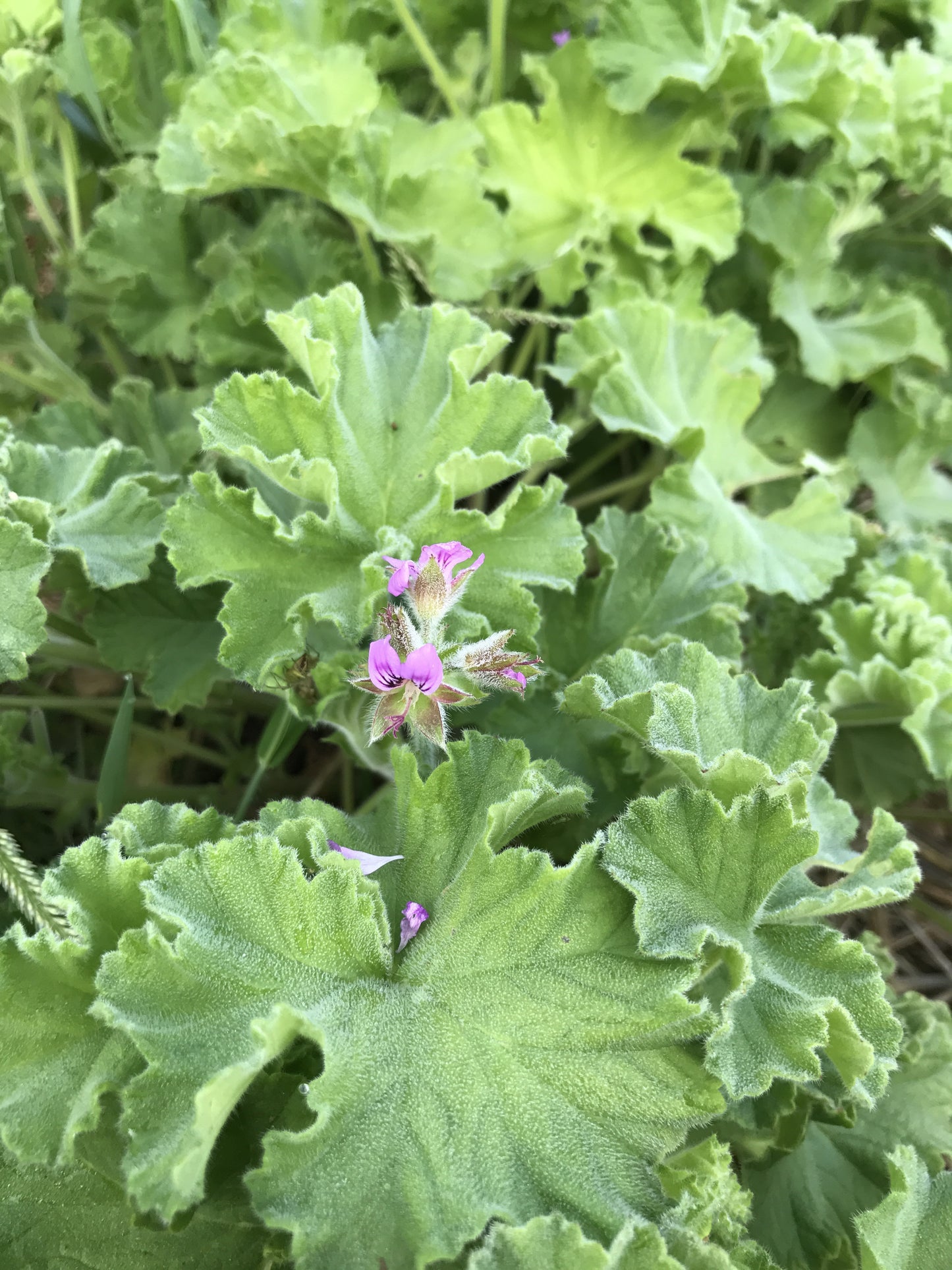Orange Scented Geranium Fragrant Pelargonium Plant