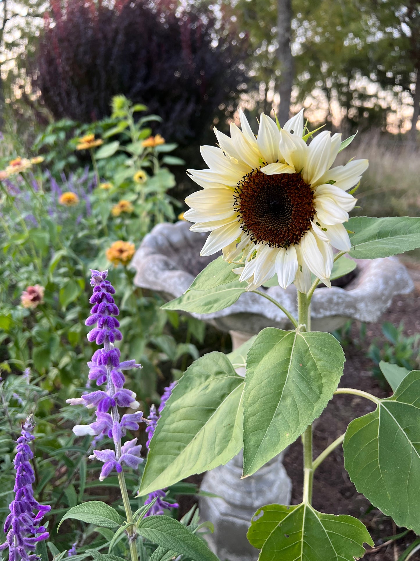 White Nite Sunflower Seeds, Pollenless Pale Sunflowers for Cut Flower Gardens