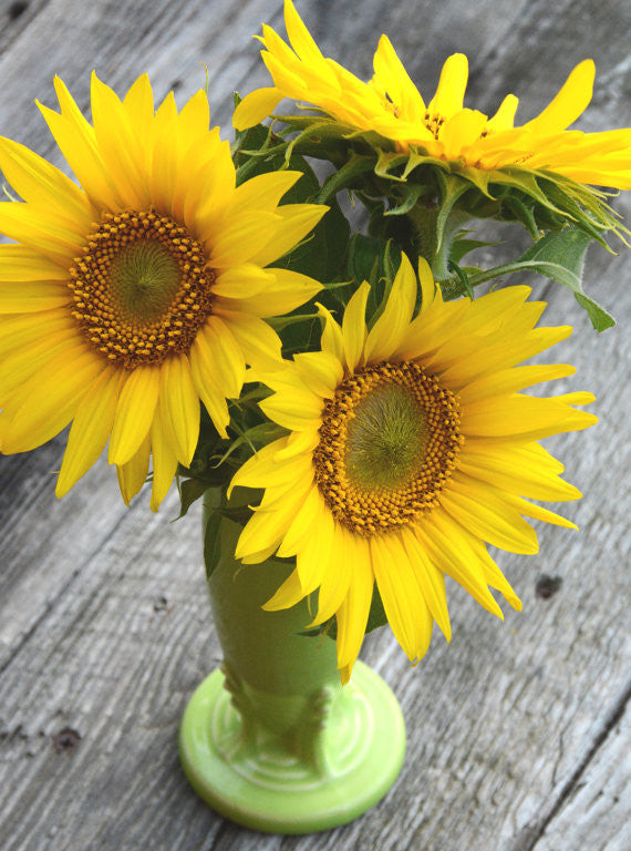 Dwarf Sunflower Seeds Irish Eyes Sunflower