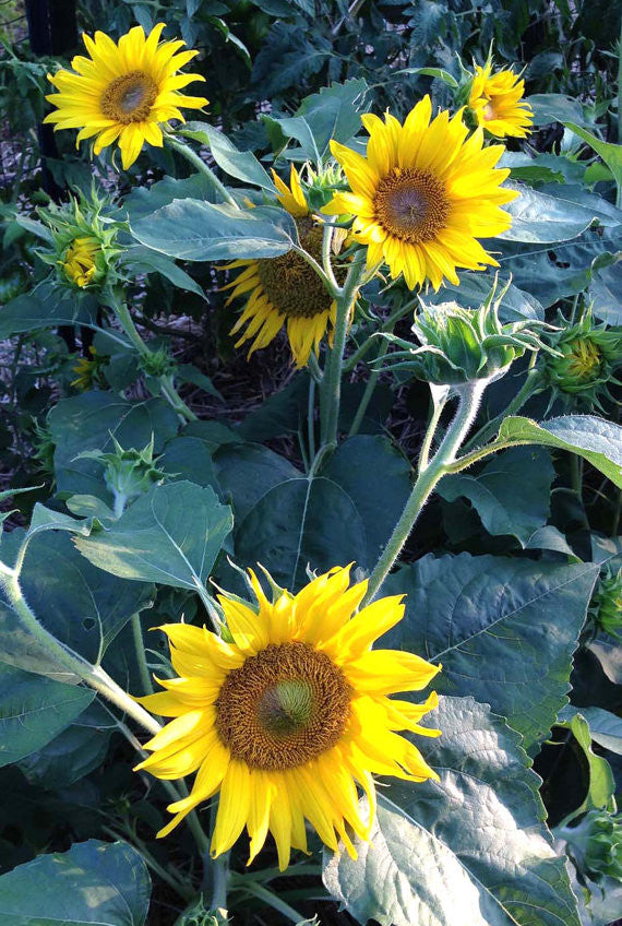 Irish Eyes Sunflowers Dwarf Sunflower Seeds