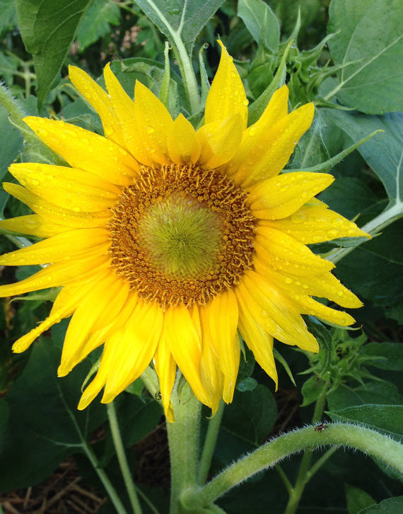 Dwarf Sunflower Seeds