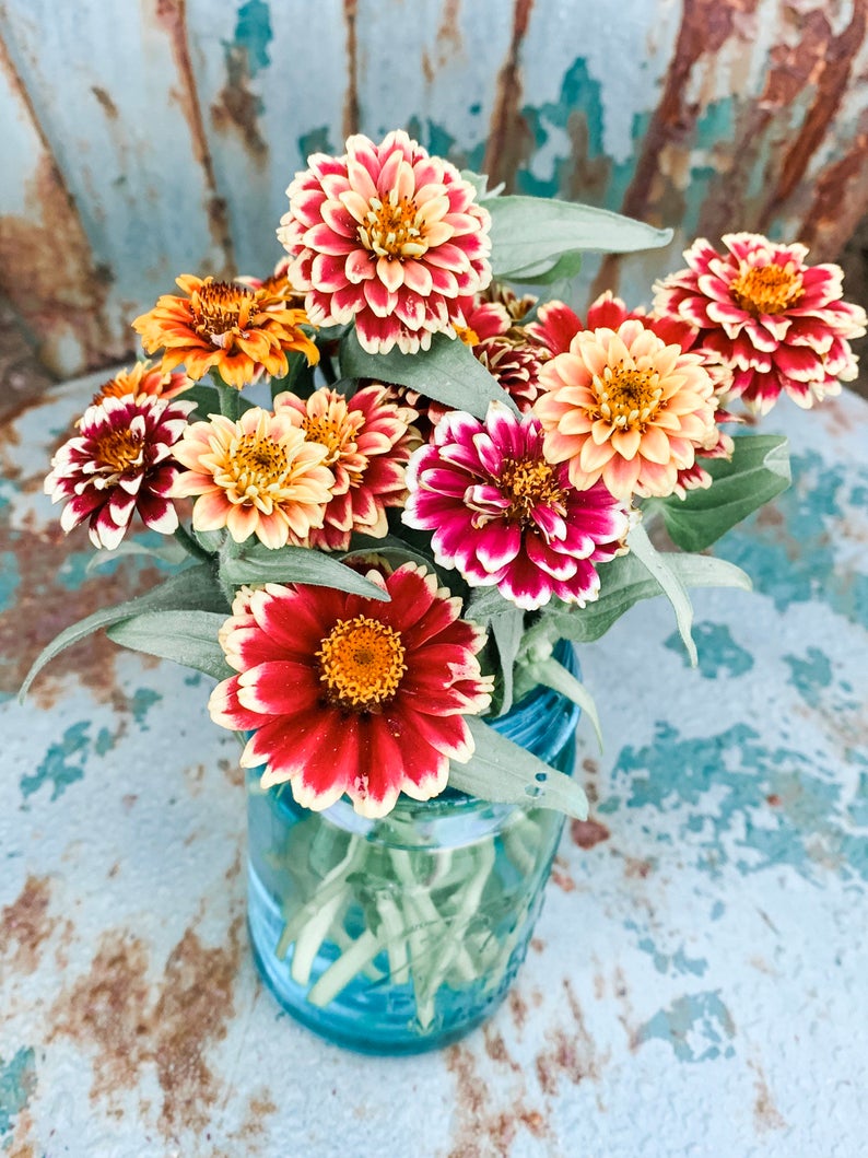 Zinnia Seeds, Jazzy Mix Zinnias