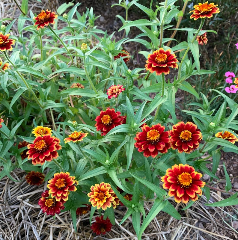 Jazzy Mix Zinnias in the garden