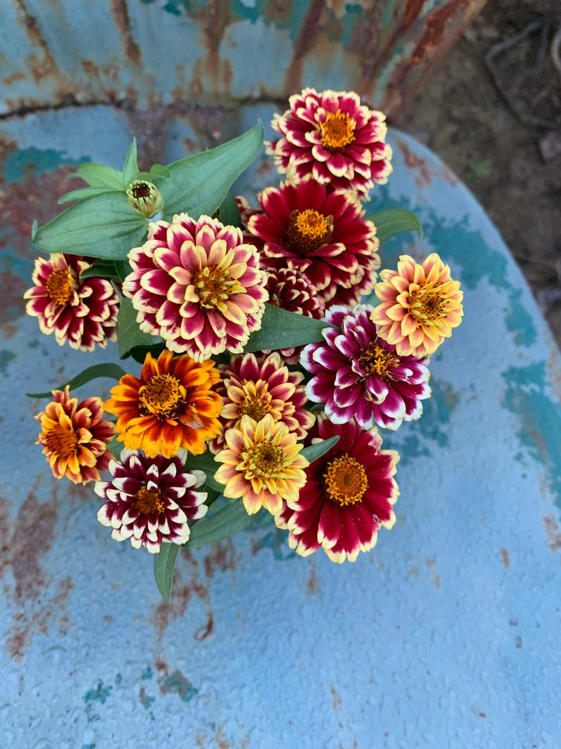 Cut flower garden, Jazzy Mix Zinnia