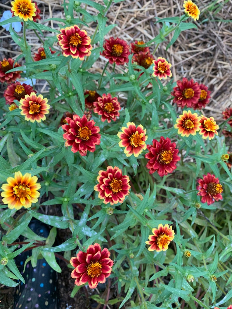 Zinnias in the garden