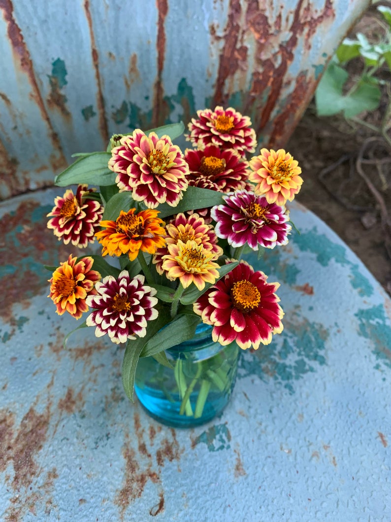 flower seed carpets Persian Carpet Zinnia Seeds, Zinnia haageana Seed, Colorful Zinnia for Sunny Beds and Container Gardens
