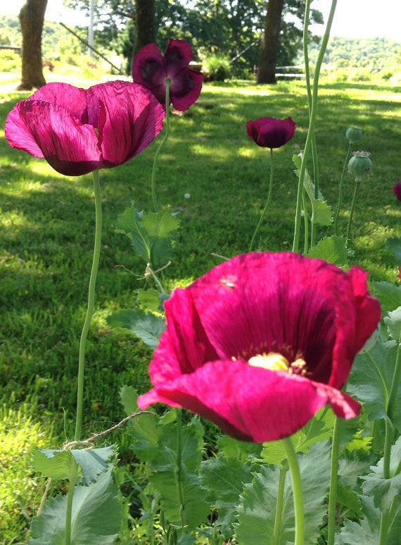 Papaver somniferum Seeds For Sale Poppy Seeds