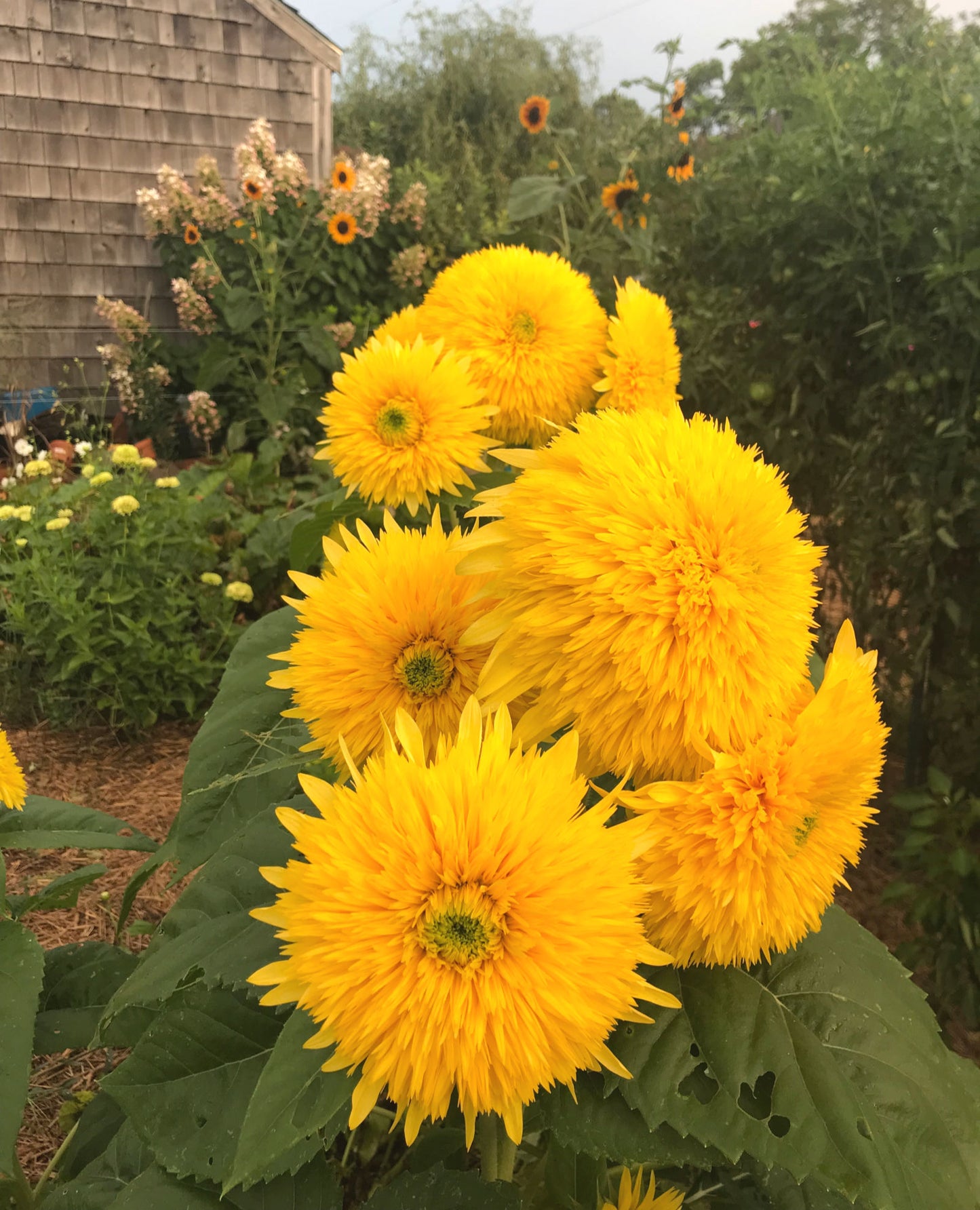 Lemonade Sunflowers in the Cutting Garden