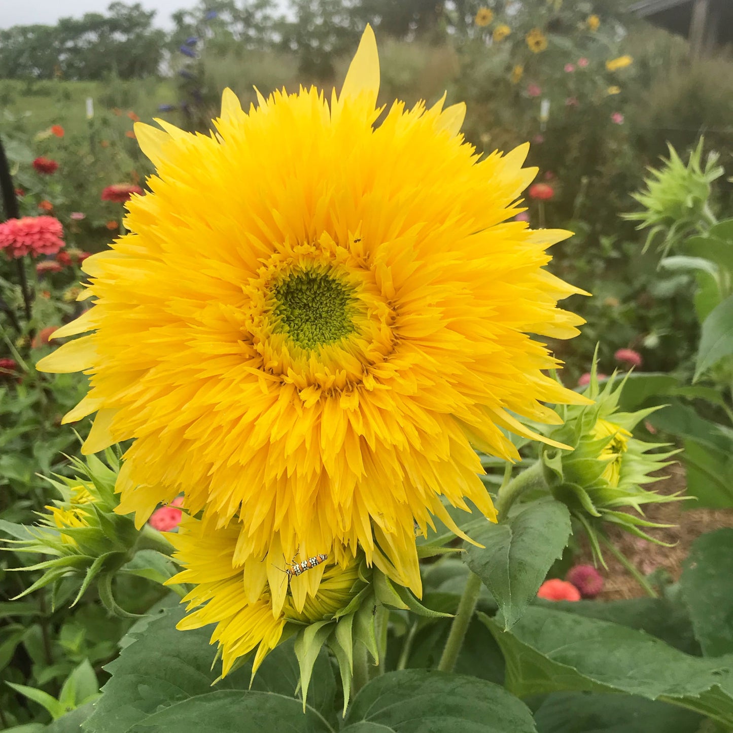 Double Sunflower Lemonade