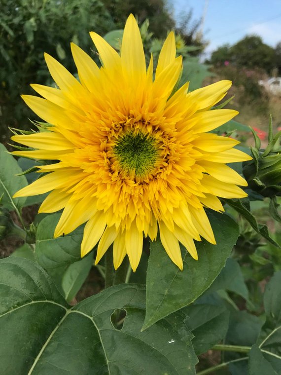 Sunflowers in the cutting garden