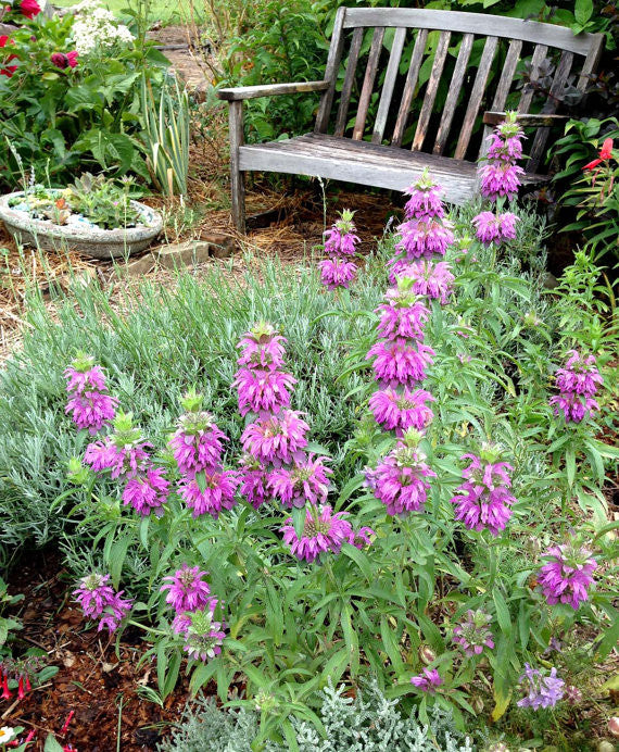 planting bergamot seeds Lemon Bergamot Seeds, Monarda citriodora or Lemon Bee Balm- Great for – Mountainlily Farm
