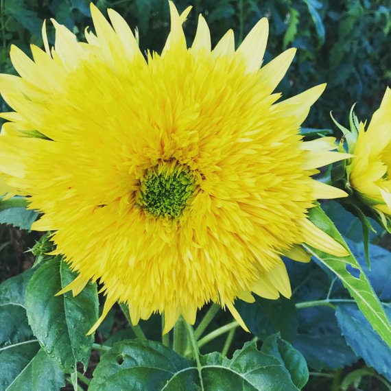 Lemonade sunflower seeds
