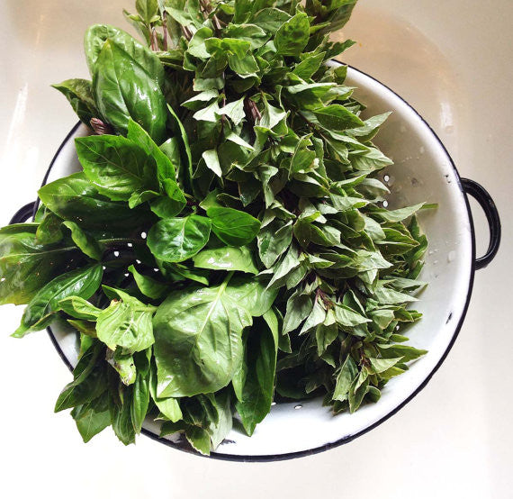Lemon Basil Seeds Mrs. Burns Lemon Basil