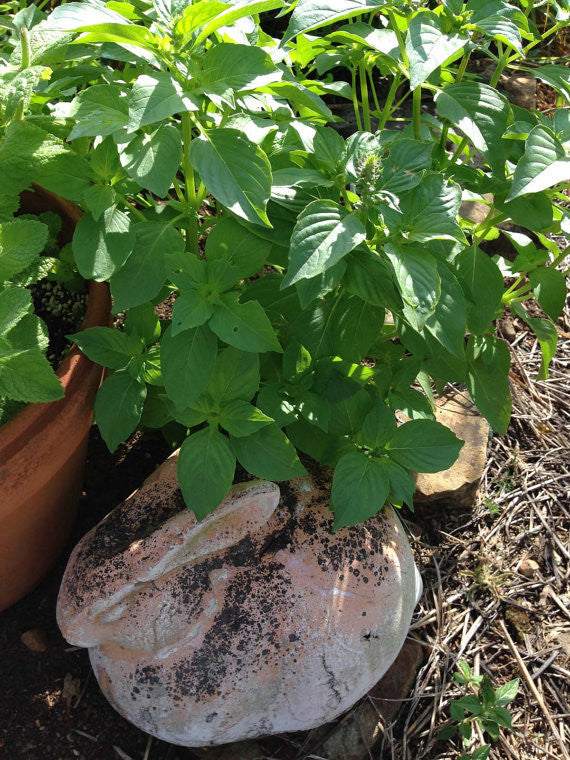 Ocimum americanum Seeds Lemon Basil