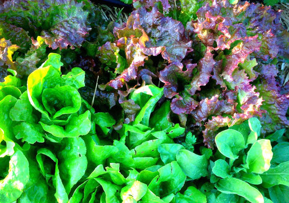 Mountainlily Farm Mixed Lettuce Seeds