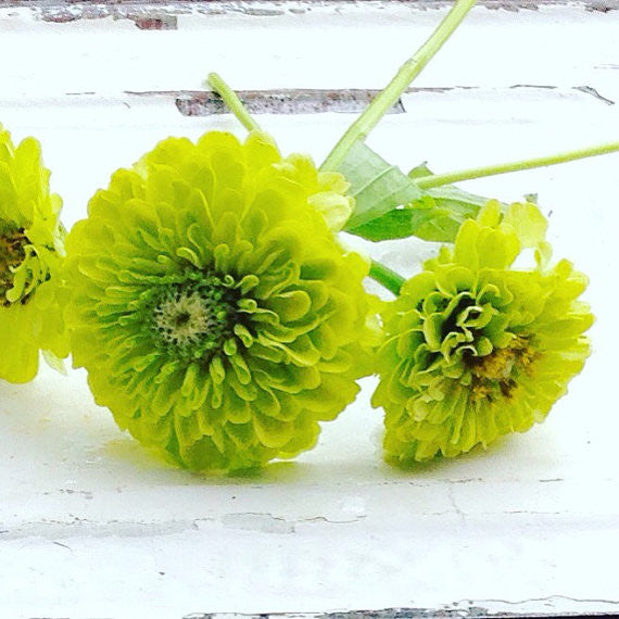 Benary's Giant Lime Zinnia Seeds