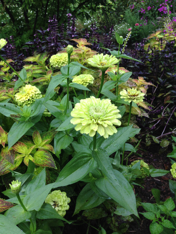 Benary's Giant Lime Zinnia