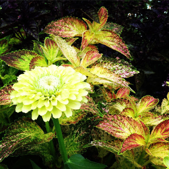 Giant Lime Zinnia and Coleus