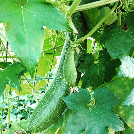 Loofah Gourds in the Garden