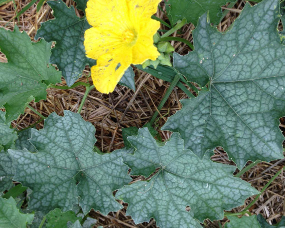 Luffa Gourd Vine