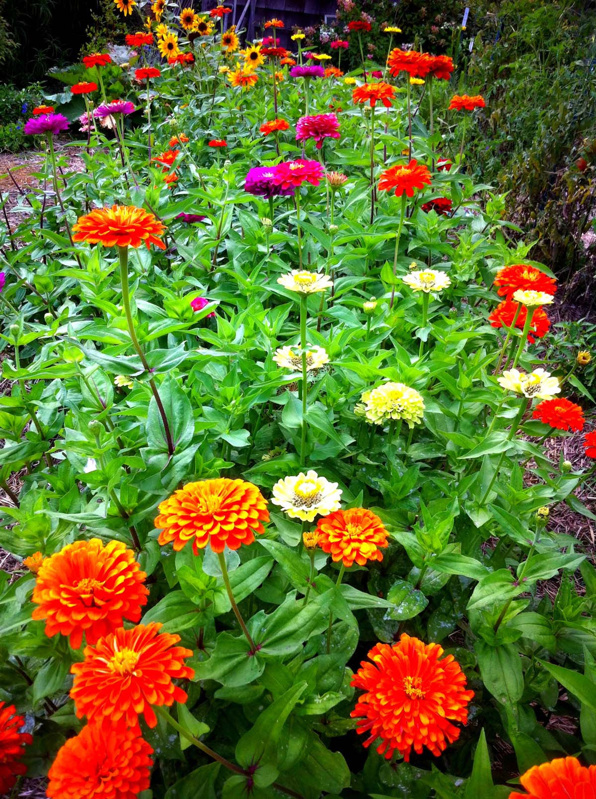 Mixed Benary's Giant Zinnia Seeds