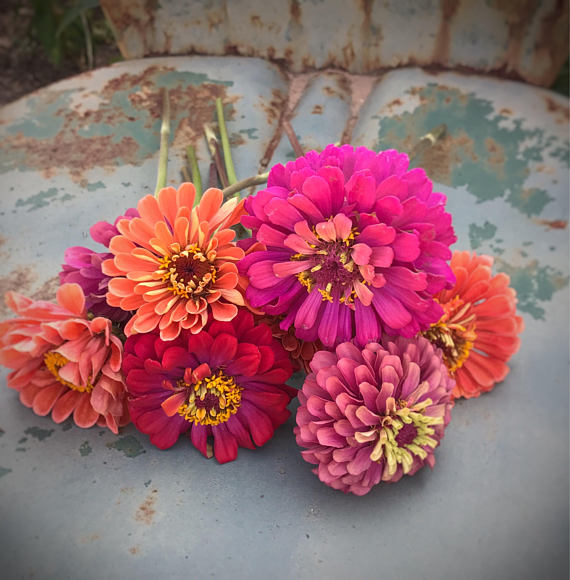 Mixed Zinnia Seeds for Cut Flowers