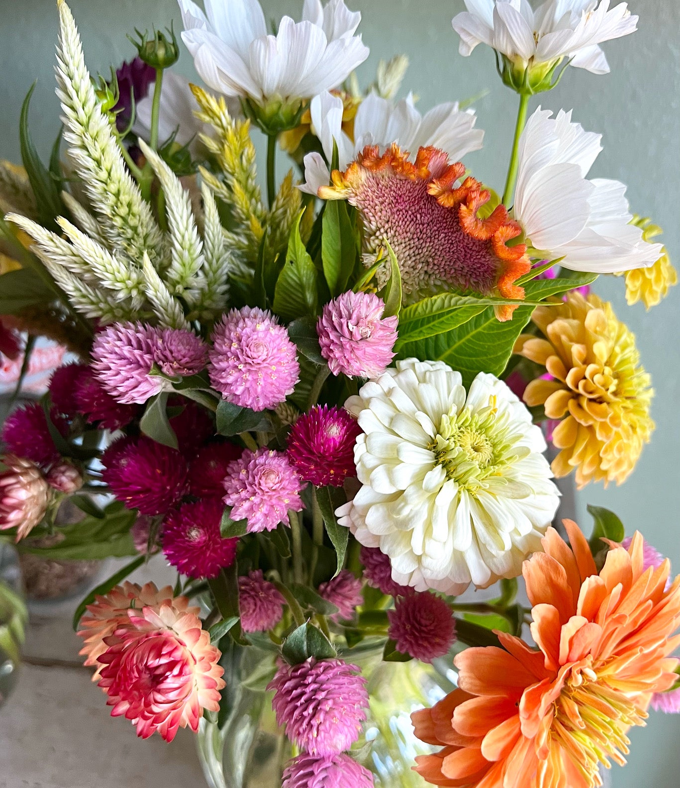 Bright Celosia Mix Seeds, Mixed Colors and Shapes of Bright Annual Celosia