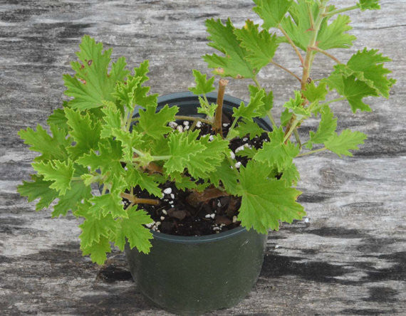 Citronella Scented Geranium Plant