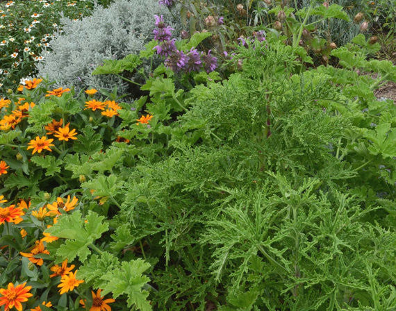 Mosquito Plant Scented Geranium